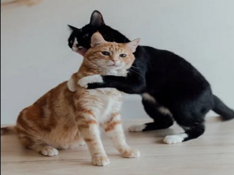 dieta-barf-gatos-recetas